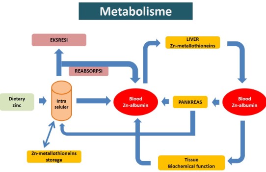 Rangkuman Materi Metabolisme Lengkap