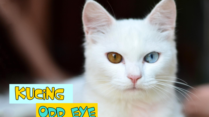 Kucing Odd Eye