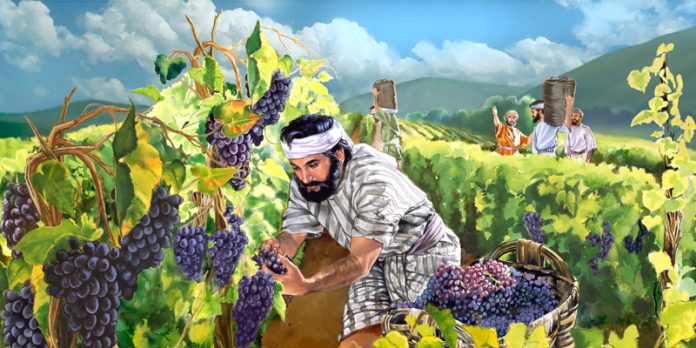 Renungan Harian Katolik Jumat 10 Maret 2023: Perumpamaan Pemilik Kebun Anggur