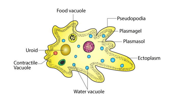 Klasifikasi dan Reproduksi Amoeba Lengkap Pengertian, Ciri-Ciri, Struktur Tubuh dan Contohnya