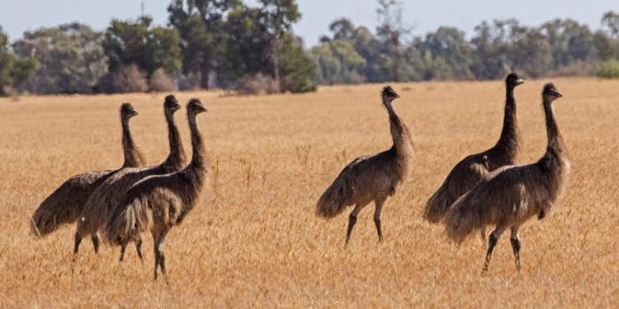 Burung Emu