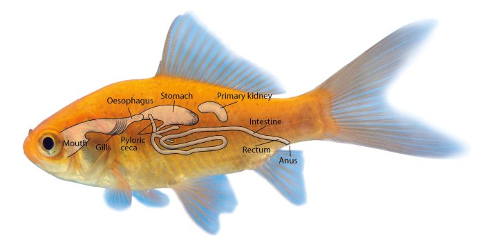 sistem pencernaan ikan