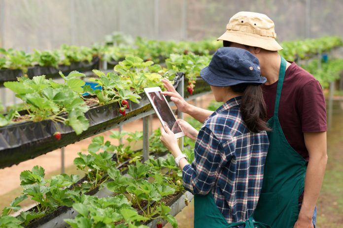 Jurusan Agribisnis: Prospek Kerja, Mata Kuliah, Keunggulan & Universitas yang ada Jurusan Agribisnis