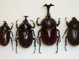 6 Fakta Unik Kumbang Badak, Hanya Hidup 16 Bulan