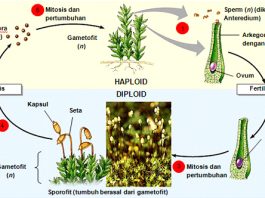 Metagenesis Lumut Lengkap Penjelasan Ciri-Ciri, Jenis Serta Perbedaan Metagenenis Tumbuhan Lumut dan Paku