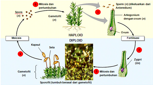 Metagenesis Lumut Lengkap Penjelasan Ciri-Ciri, Jenis Serta Perbedaan Metagenenis Tumbuhan Lumut dan Paku