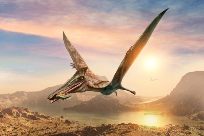 Pterosaurus