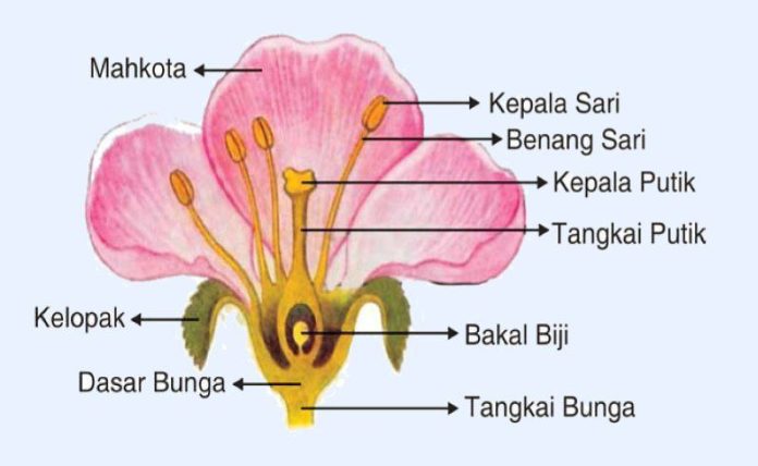 Sistem Reproduksi Pada Bunga, Alat Kelamin Tumbuhan Betina dan Jantan Disebut