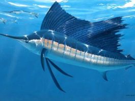 Sailfish