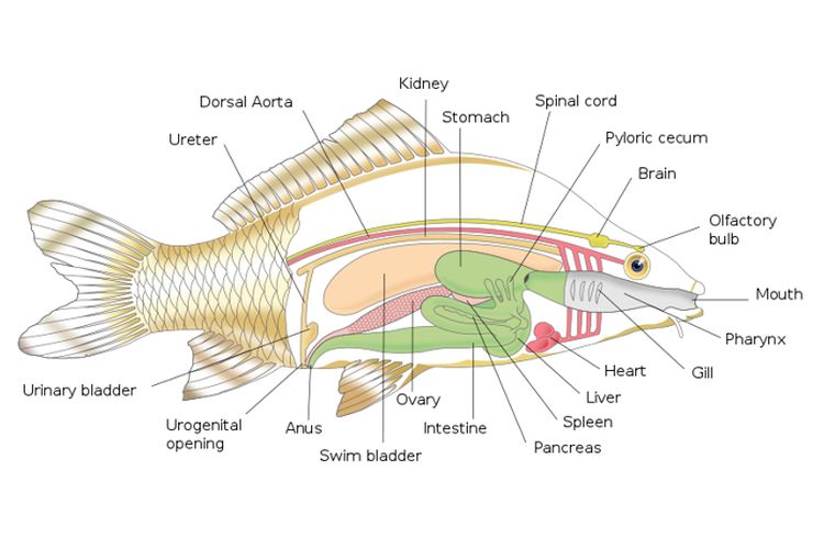 gambar sistem pencernaan ikan