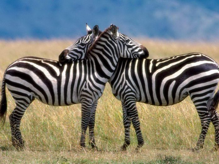 Zebra Memiliki Warna Hitam