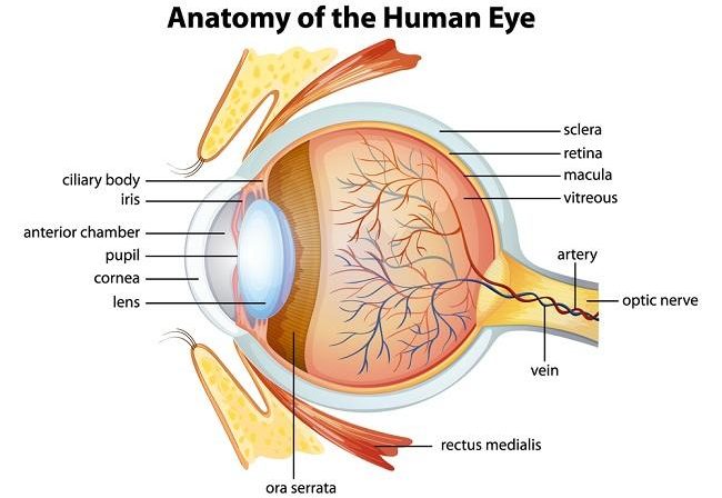Mata: Pengertian, Bagian-Bagian, Organ Luar dan Dalam, Cara Kerja Mata dan Penyakit Pada Mata