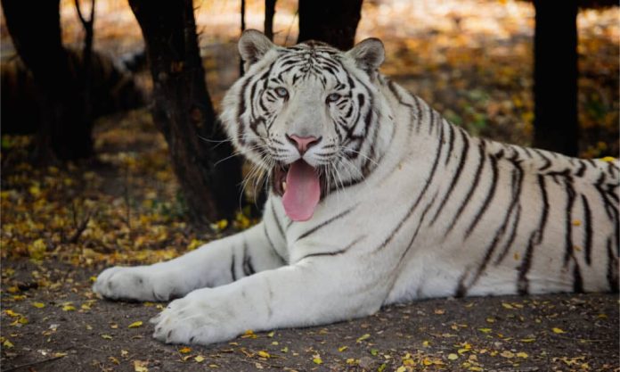 Harimau Putih