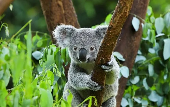 Hewan Koala