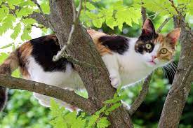 Alasan Kucing Suka Manjat Pohon