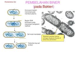 Pembelahan Biner Pada Bakteri