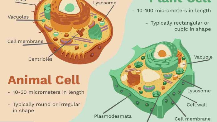 Sitoplasma, Pengertian, Fungsi, Struktur dan Bagian-Bagian Sitoplasma