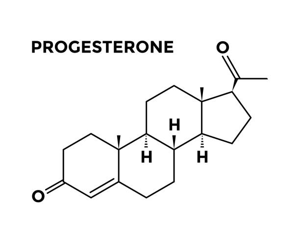 Fungsi Hormon Progesteron Selama Siklus Menstruasi