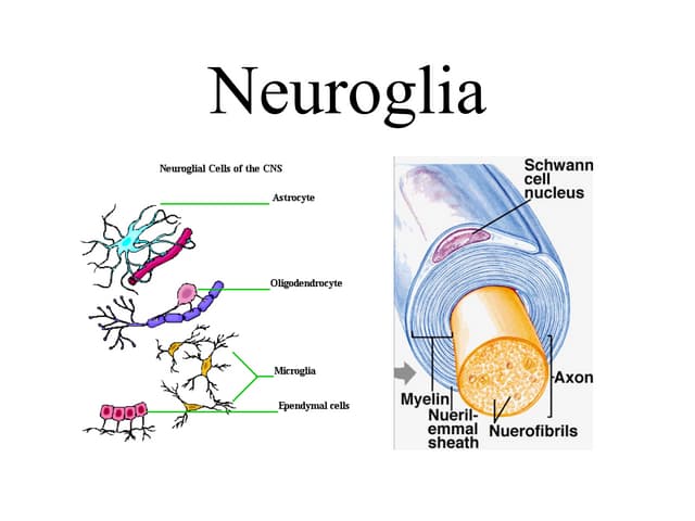 Fungsi Sel Glia Atau Neuroglia