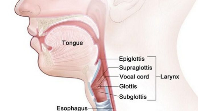 Pengertian Laring, Fungsi dan Struktur Bagian-Bagian Laring