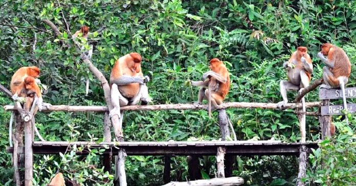 Hutan Mangrove dan ‘’Monyet Belanda’’ di Kalimantan Utara