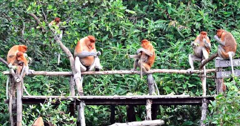 Hutan Mangrove dan ‘’Monyet Belanda’’ di Kalimantan Utara