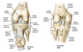 Struktur Ligamen, Pengertian, Fungsi, Jenis, Mekanisme Kerja dan Cidera Pada Ligamen