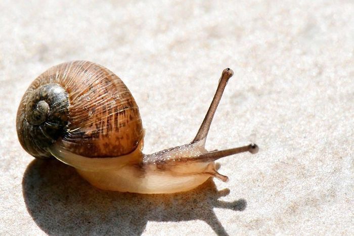 7 Contoh Hewan Avertebrata, Ciri Khas dan Habitatnya