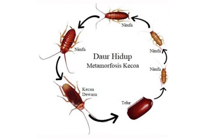 proses metamorfosis kecoa