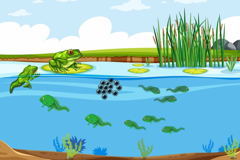 Proses Metamorfosis Katak dan Faktor Lingkungan yang Mempengaruhinya