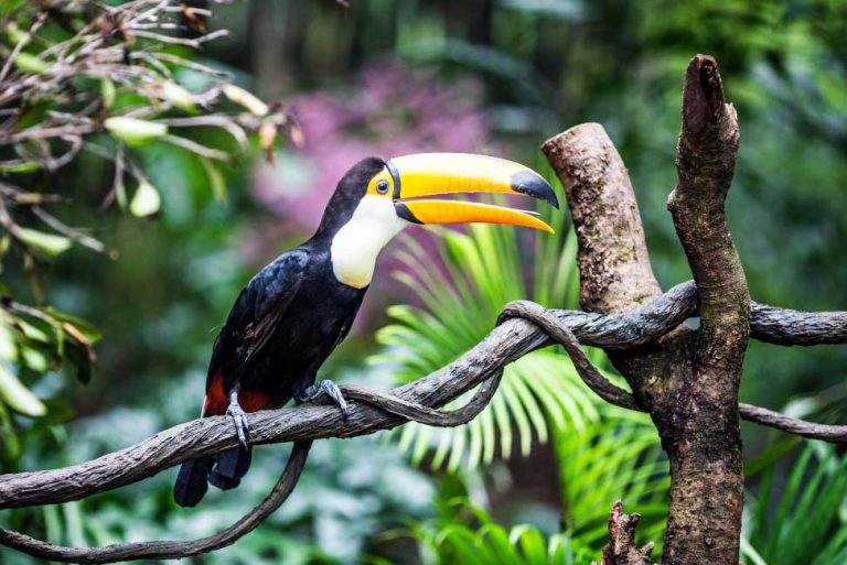 10 Ciri Ciri Hewan Vertebrata yang Menarik untuk Diketahui