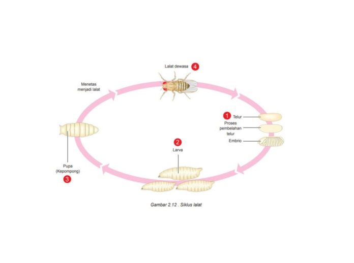 proses metamorfosis lalat
