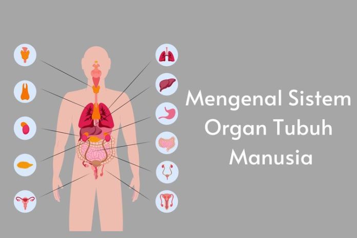 Sistem Organ Pada Manusia