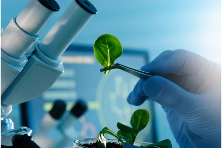 Bagaimana Tren perkembangan bioteknologi di Indonesia??