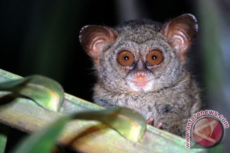 Mengenal Tarsius Salah Satu Hewan Unik Di Dunia