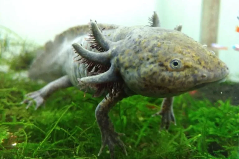 Mengenal Axolotl Salah Satu Hewan Unik Di Dunia