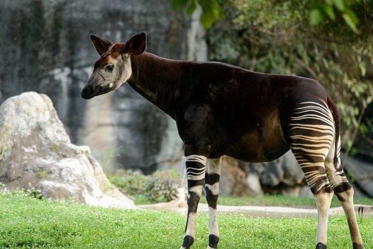 Mengenal Okapi Hewan Unik Di Dunia