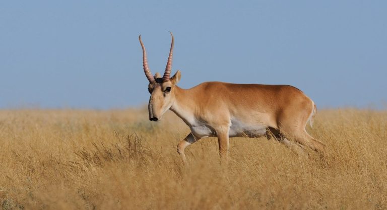 Mengenal Saiga Antelope Hewan Unik Di Dunia