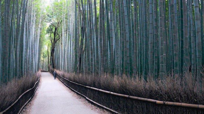 Sejarah Dan Keunikan Hutan Bambu Arashiyama, Kyoto
