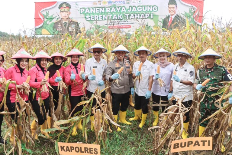 Bone Gelar Panen Raya Jagung Serentak Tahap I, Hasil Capai 180 Ton