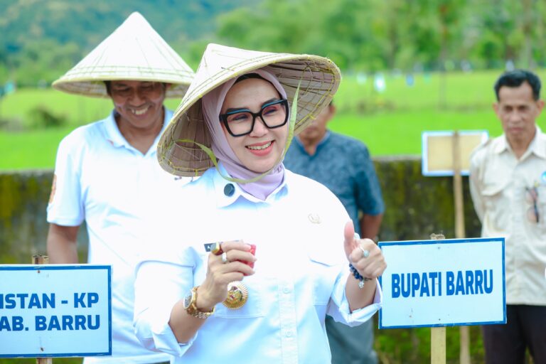 Bupati Barru Tanam Jagung di Balusu, Petani Dapat Kejutan
