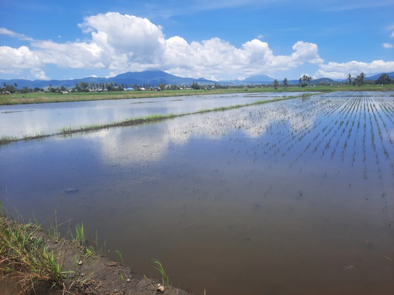 Banjir Rendam Sawah dan Permukiman di Nagekeo, Petani Minta Pemerintah Selesaikan Saluran Pembuangan