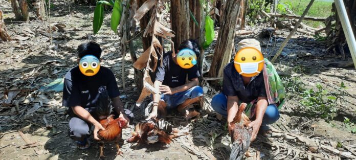 “Tiga terduga pelaku beserta barang bukti telah kami amankan di Mapolres Barru