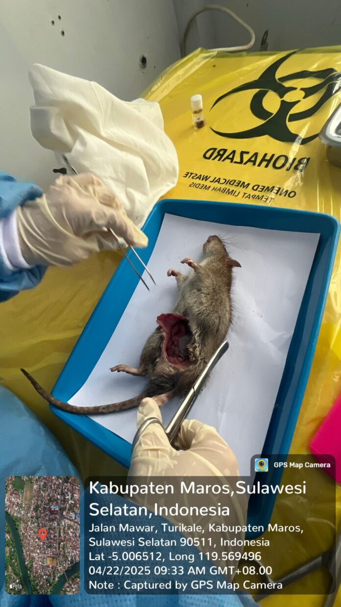 Penyakit kencing Tikus