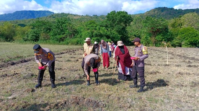 Polsek Tanete Riaja Turut Tanam Jagung Dukung Ketahanan Pangan (Dok. Humas Polres Barru)
