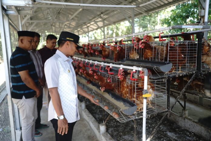Bupati Bone Andi Asman Sulaiman panen telur Ayam Merah Putih di Desa Bengo, Kecamatan Bengo, Jumat (5/9/2025).
