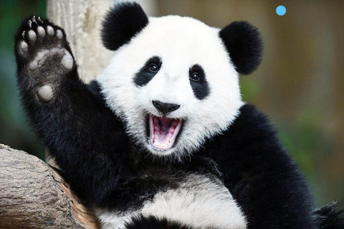 Fakta Unik Panda