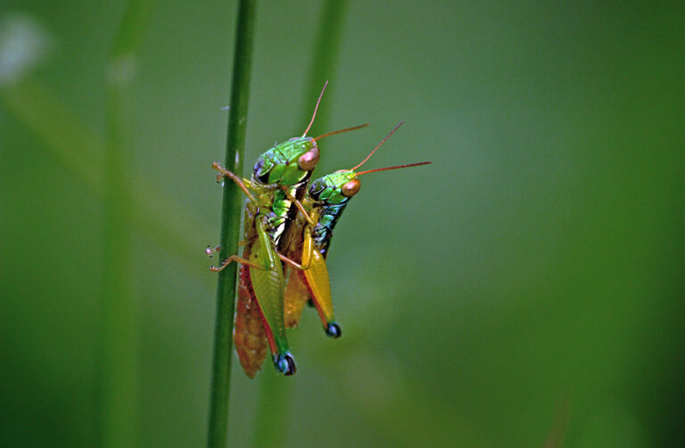 Belalang Daun, Penyanyi Hebat dari Hutan
