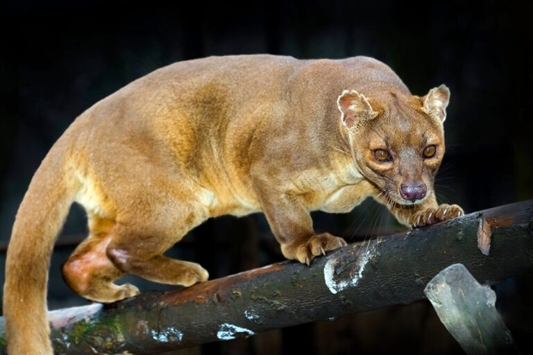 Fossa, Si Raja Hutan dari Madagaskar