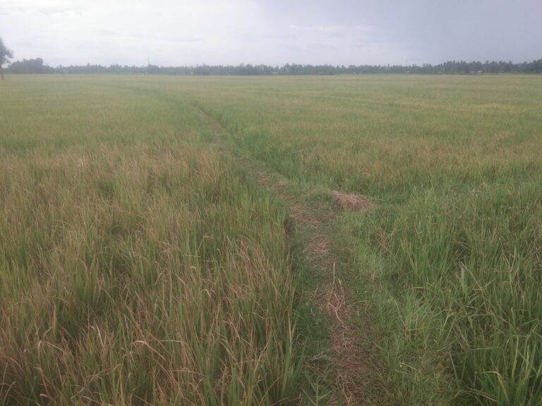 Sawah Dilanda Kekeringan,  Petani di Bone Gagal Panen